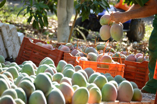 Kent mango fruit
