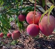 Apple Mangoes